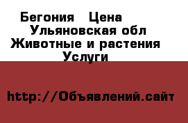 Бегония › Цена ­ 120 - Ульяновская обл. Животные и растения » Услуги   